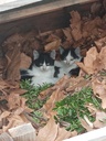 Les Potirons